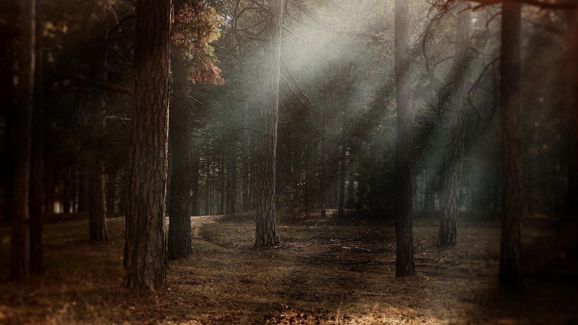 forrest.jpeg support informatique